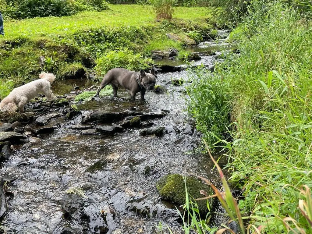Zwei Hunde im Klingerbach bei Ferienwohnungen Börnert