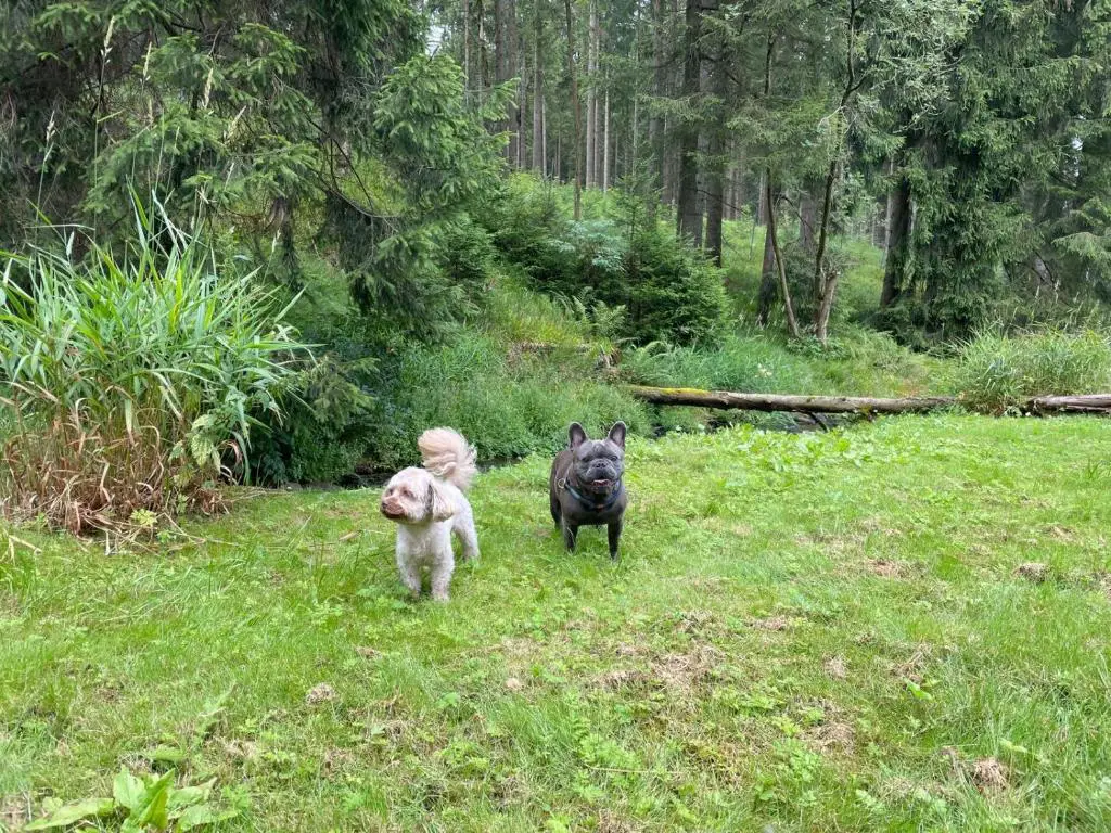 Zwei Hunde neben Klingerbach bei Ferienwohnungen Börnert